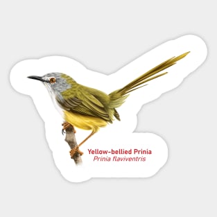 Yellow-bellied Prinia | Prinia flaviventris Sticker